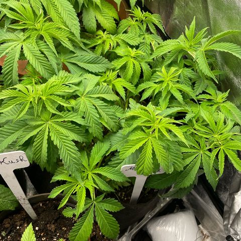 Moby dick  growlog timeline photo