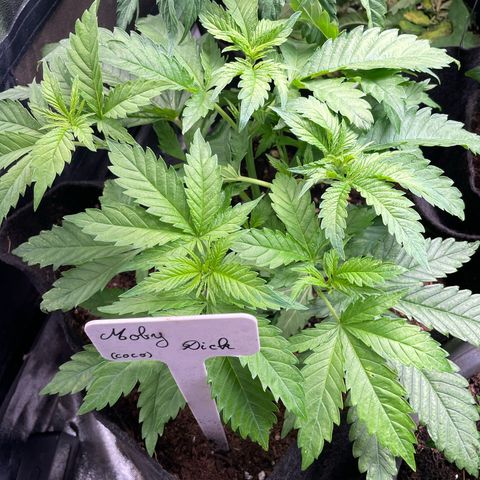 Moby dick (coco) growlog timeline photo