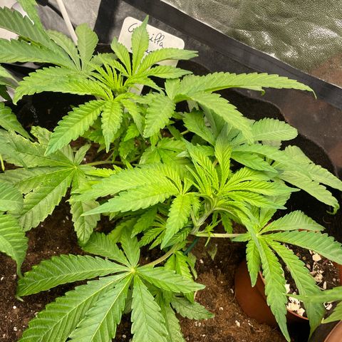 Gorilla Glue growlog timeline photo