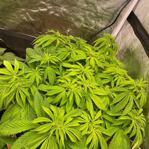 OG Kush growlog timeline photo