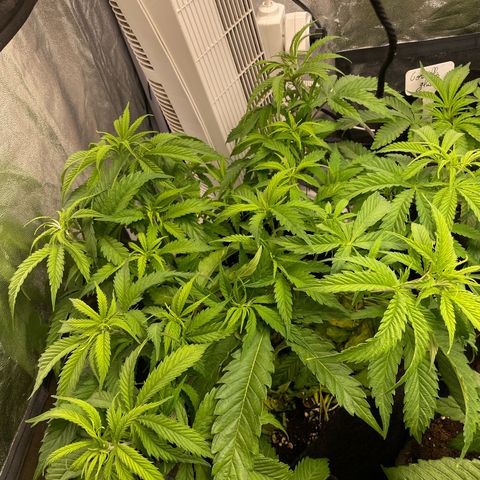 OG Kush growlog timeline photo