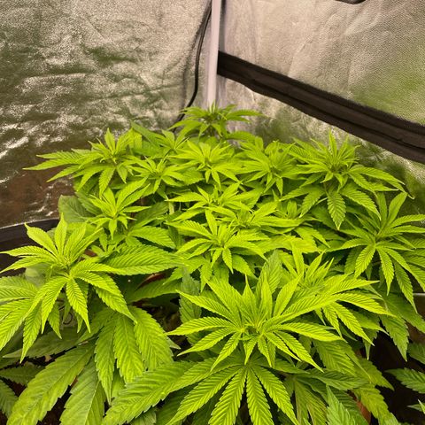 OG Kush growlog timeline photo