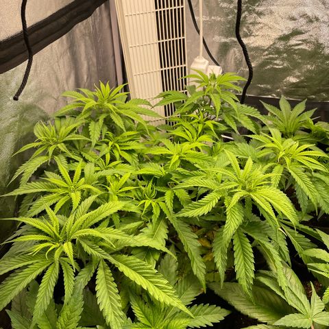 OG Kush growlog timeline photo