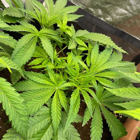 Gorilla Glue growlog timeline photo