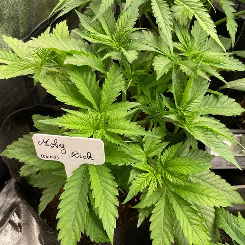 Moby dick (coco) growlog timeline photo