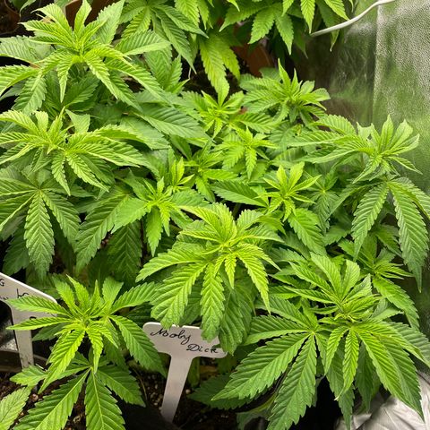 Moby dick  growlog timeline photo