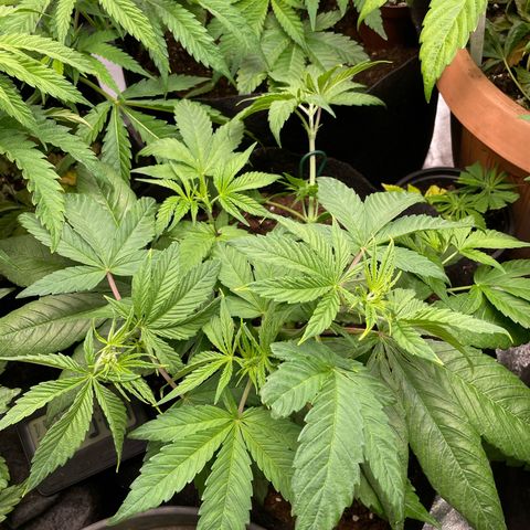 Watermelon runtz growlog timeline photo