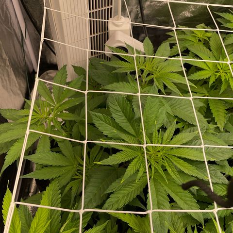 Watermelon runtz growlog timeline photo