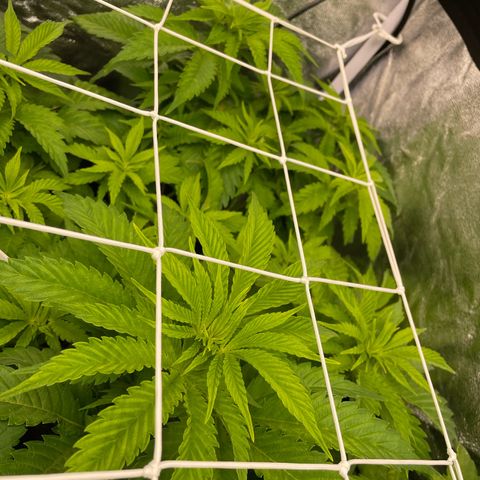 Moby dick  growlog timeline photo