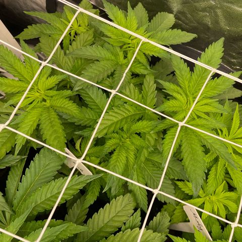 Moby dick (coco) growlog timeline photo