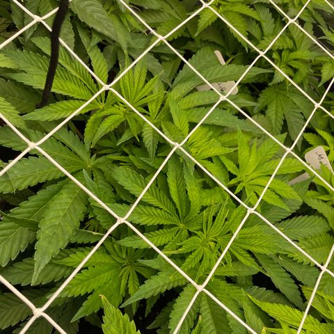 Gorilla Glue growlog timeline photo