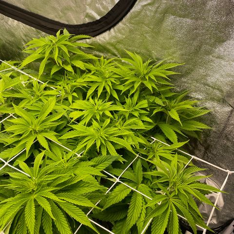 OG Kush growlog timeline photo
