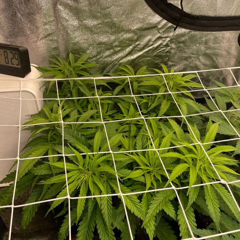 OG Kush growlog timeline photo