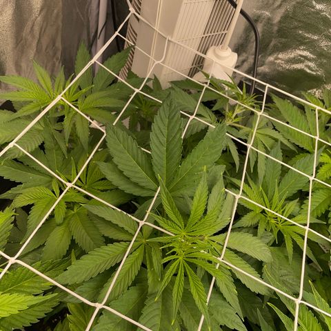 Watermelon runtz growlog timeline photo