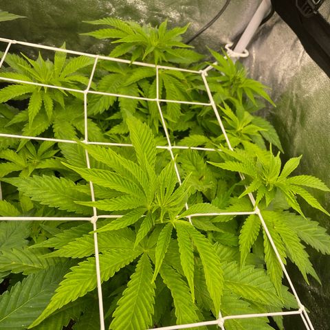 Moby dick  growlog timeline photo