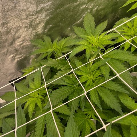 Moby dick (coco) growlog timeline photo