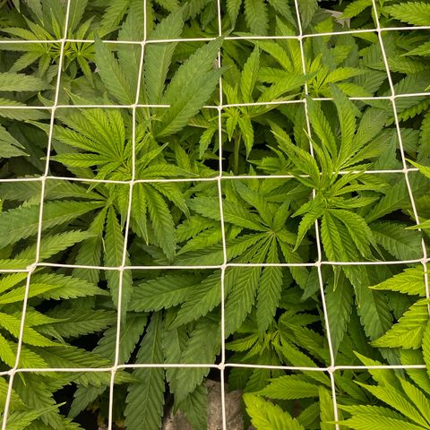 Gorilla Glue growlog timeline photo
