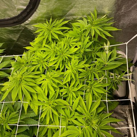 OG Kush growlog timeline photo