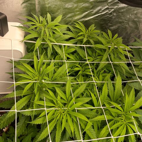 OG Kush growlog timeline photo