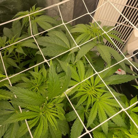 Watermelon runtz growlog timeline photo