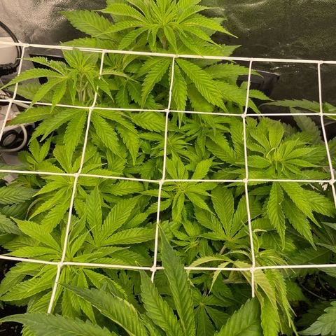 Moby dick  growlog timeline photo
