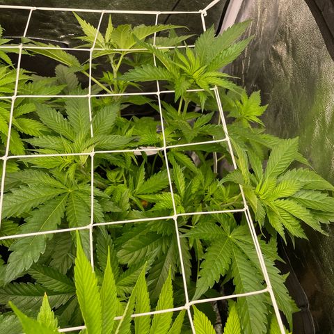 Moby dick (coco) growlog timeline photo