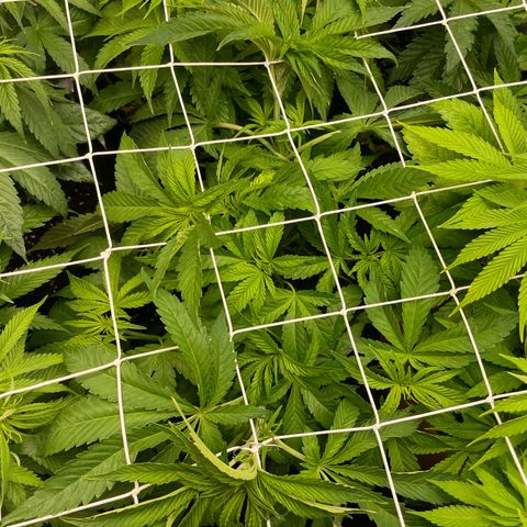 Gorilla Glue growlog timeline photo