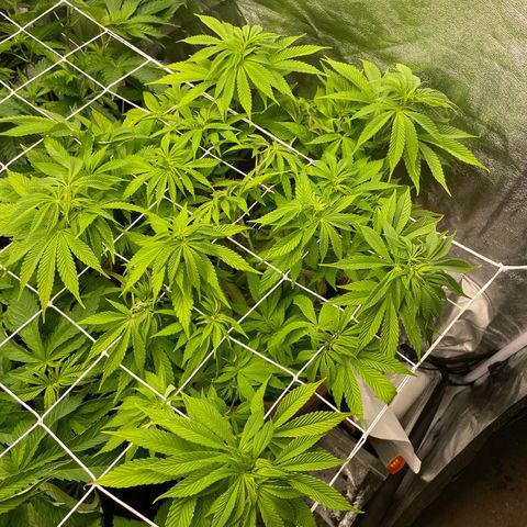 OG Kush growlog timeline photo