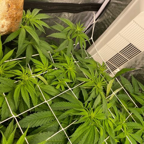 Watermelon runtz growlog timeline photo