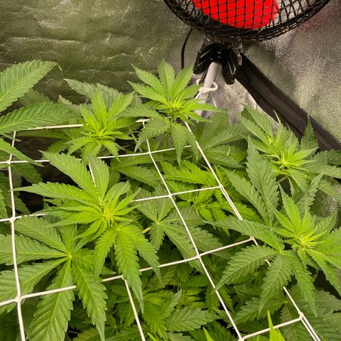 Moby dick (coco) growlog timeline photo