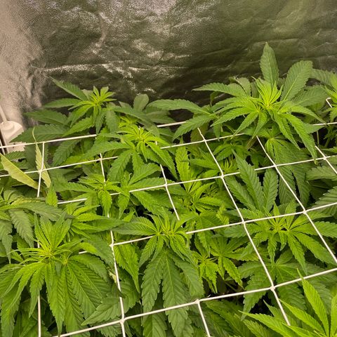 Gorilla Glue growlog timeline photo