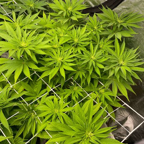 OG Kush growlog timeline photo