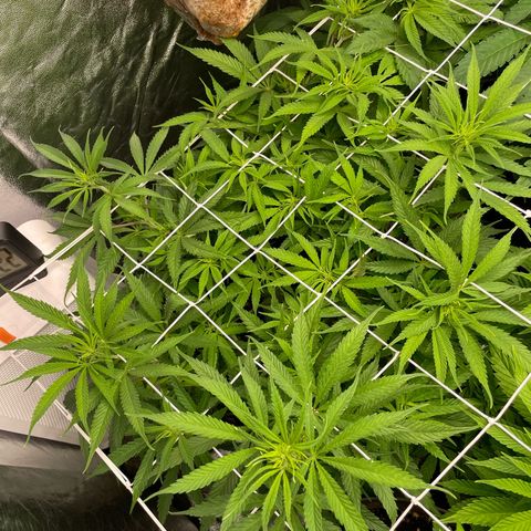 OG Kush growlog timeline photo