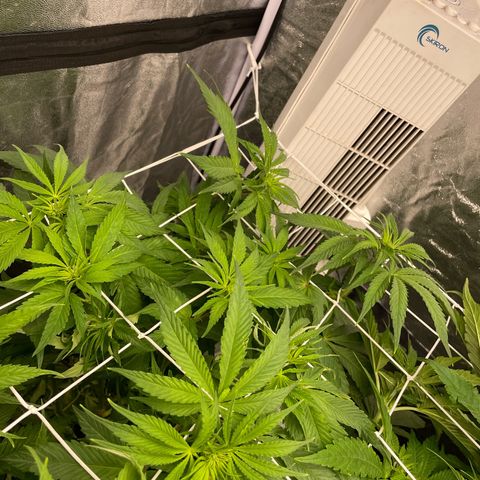 Watermelon runtz growlog timeline photo