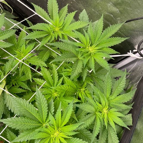 Moby dick (coco) growlog timeline photo