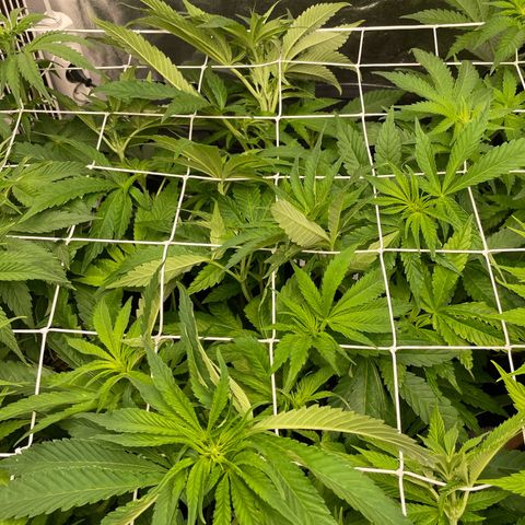 Gorilla Glue growlog timeline photo