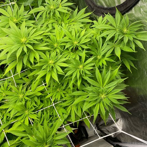OG Kush growlog timeline photo