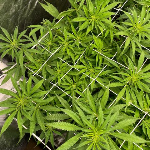 OG Kush growlog timeline photo