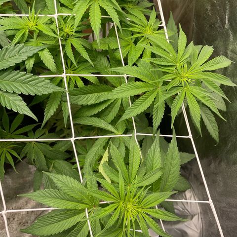 Watermelon runtz growlog timeline photo