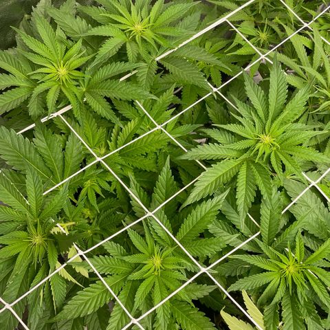 Moby dick (coco) growlog timeline photo