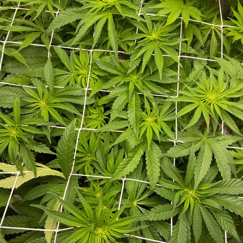 Gorilla Glue growlog timeline photo