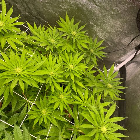 OG Kush growlog timeline photo