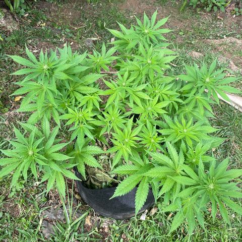 Moby dick  growlog timeline photo
