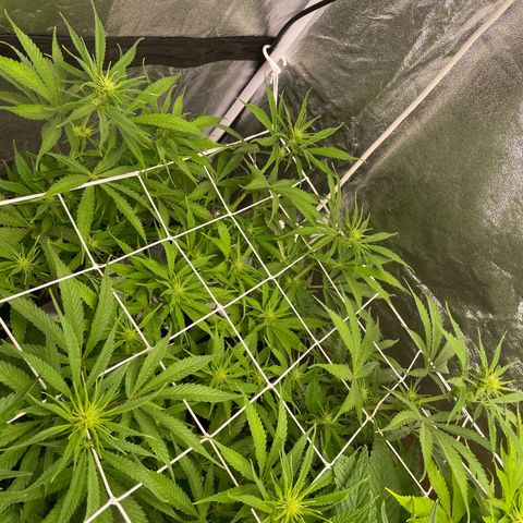 OG Kush growlog timeline photo