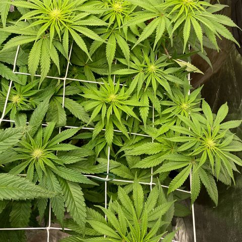 Watermelon runtz growlog timeline photo