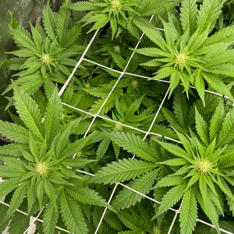 Moby dick (coco) growlog timeline photo