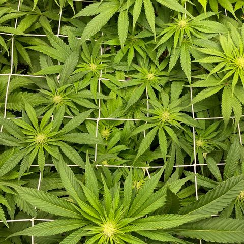 Gorilla Glue growlog timeline photo