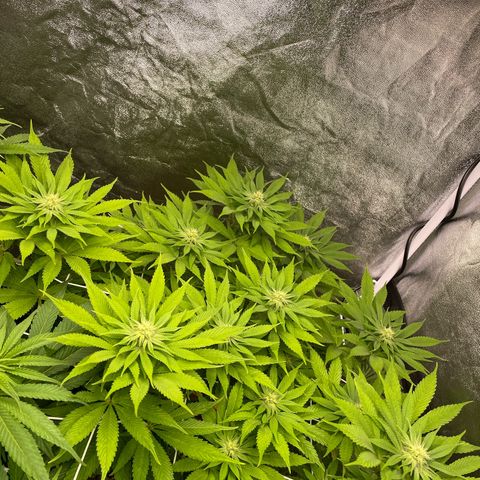 OG Kush growlog timeline photo