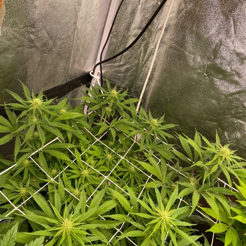 OG Kush growlog timeline photo