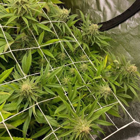 OG Kush growlog timeline photo